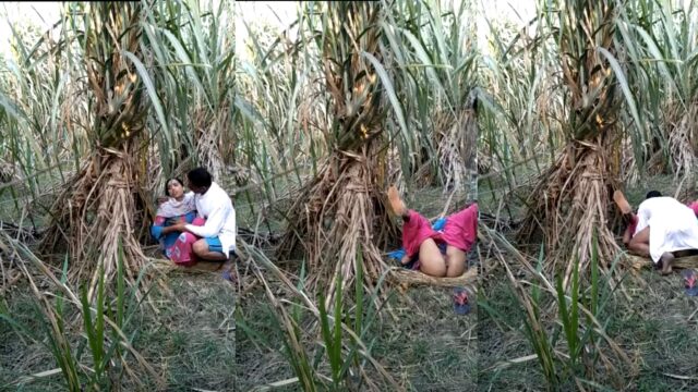 Pakistani uncle fucked young labor girl in farm, Leaked video